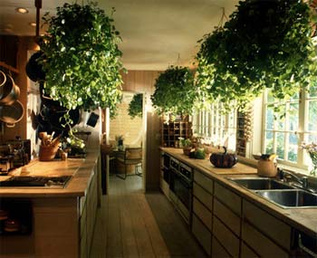 Content Home Services Feng Shui Kitchen Plants 