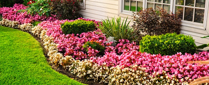 Colorful Flower Beds